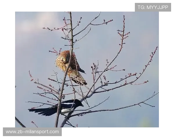 喜鹊军团侵略性足